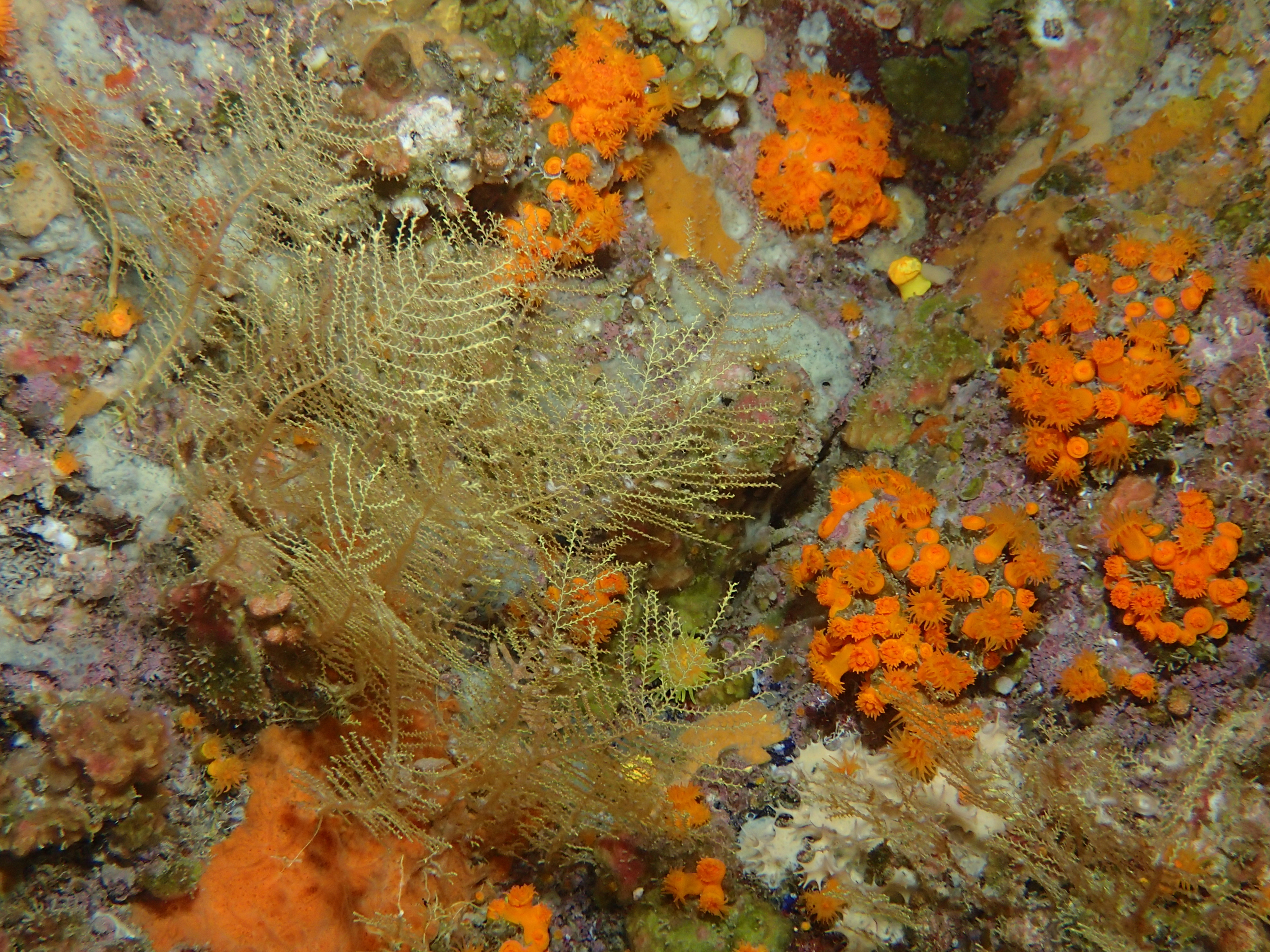 Paysage coralligène avec Corail orange Astroides calcycularis et hydrozoaires 